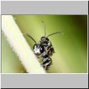 Mimumesa unicolor - Grabwespe 01c 7mm Paarung OS-Hollage-Lehmgrube - det.jpg